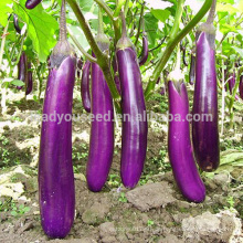 E17 Shengfeng Nr. 3 F1 hybride purpurrote Auberginensamen, hybride Gemüsesamen